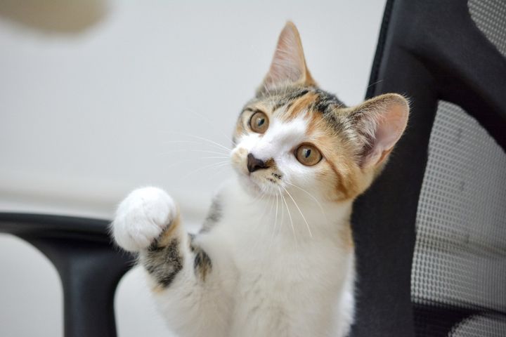 9月29日は「招き猫の日」