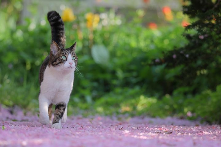 最高賞の環境大臣賞受賞作（どうぶつ基金提供）