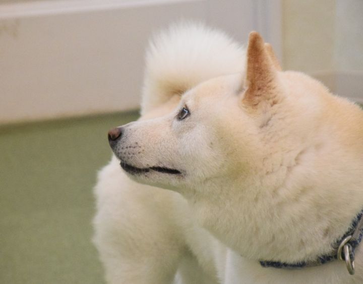 犬の名前「漢字の名前 男の子部門」1位は？