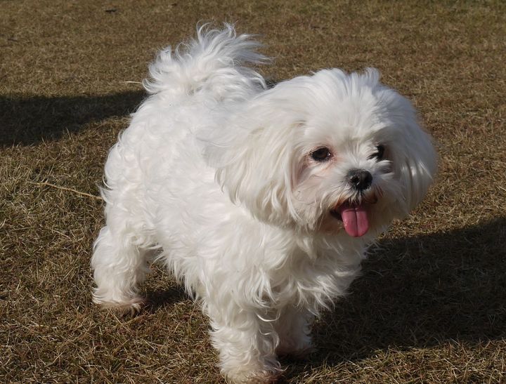 犬の名前「漢字の名前 女の子部門」1位は？