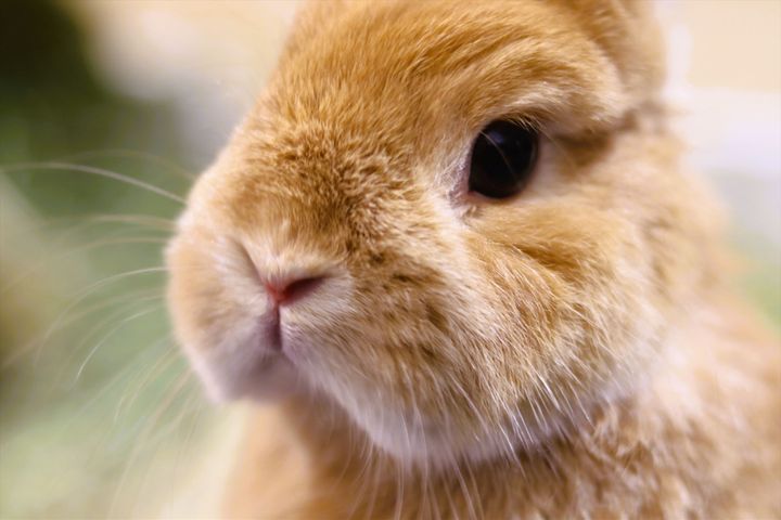 今年の干支「ウサギ」にまつわる名字ランキング、1位は？