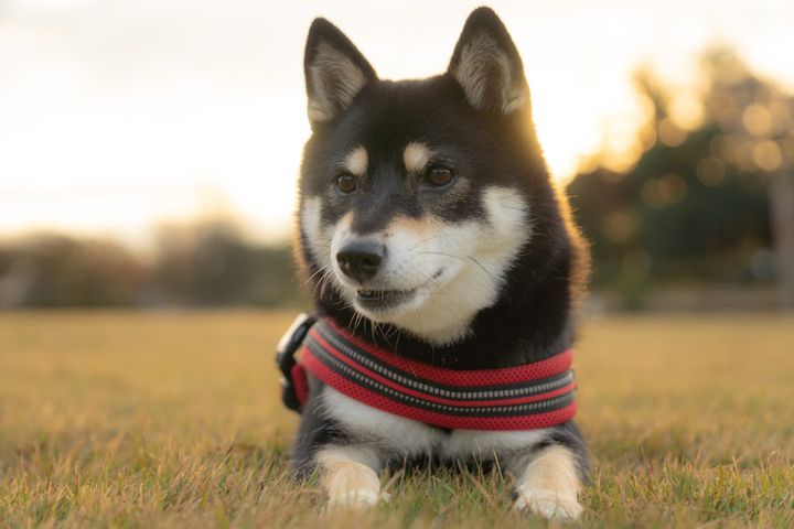 「柴犬」は何位だ？