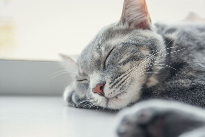 「人気飼育猫種ランキング2022」1位は？