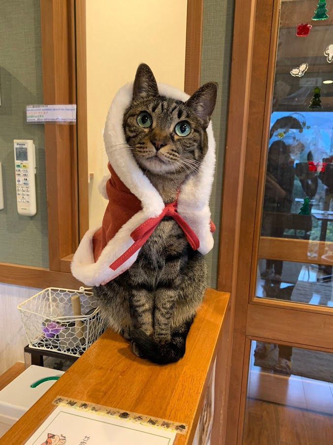 3位に選ばれた「ゆふいん 笑ねこの宿」の「あんず」