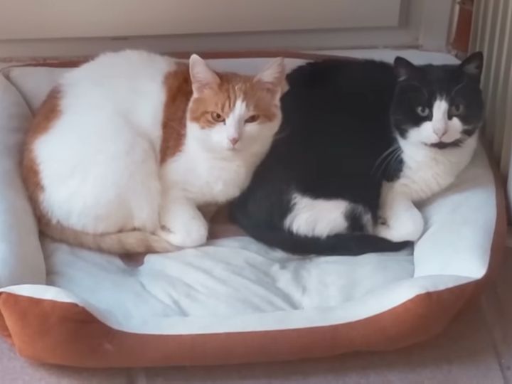 出典：Tom and Mimi