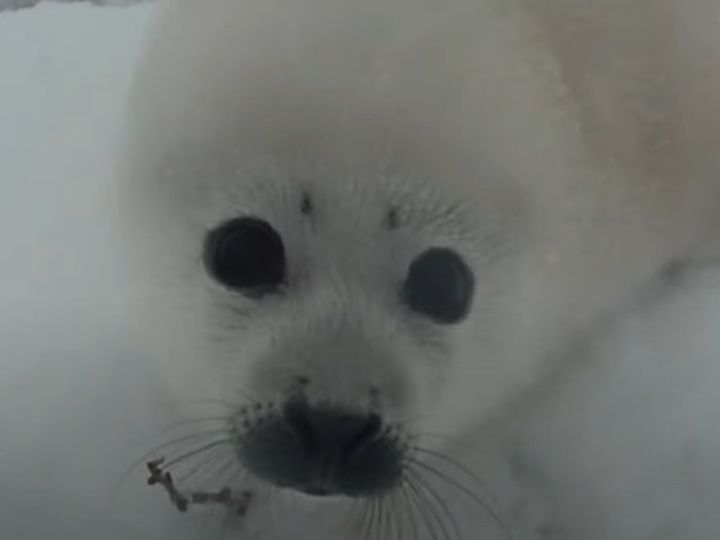 アザラシの赤ちゃんを待っていたのは…