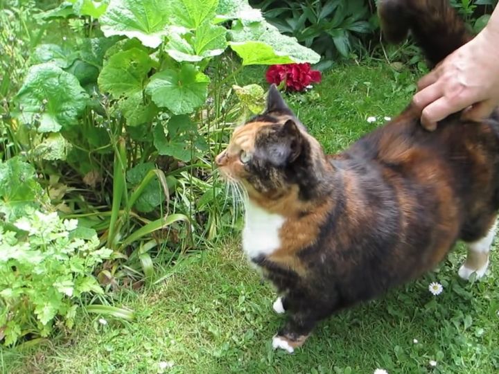 三毛猫が突然の“豹変”！？