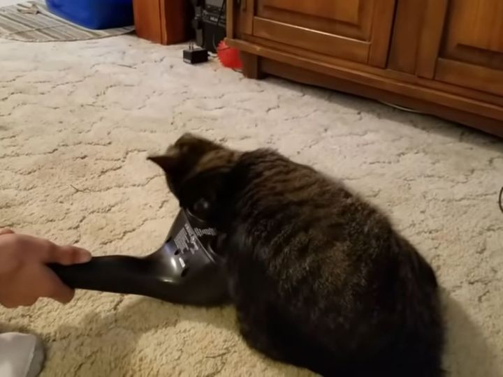 出典：WolfDominationnation