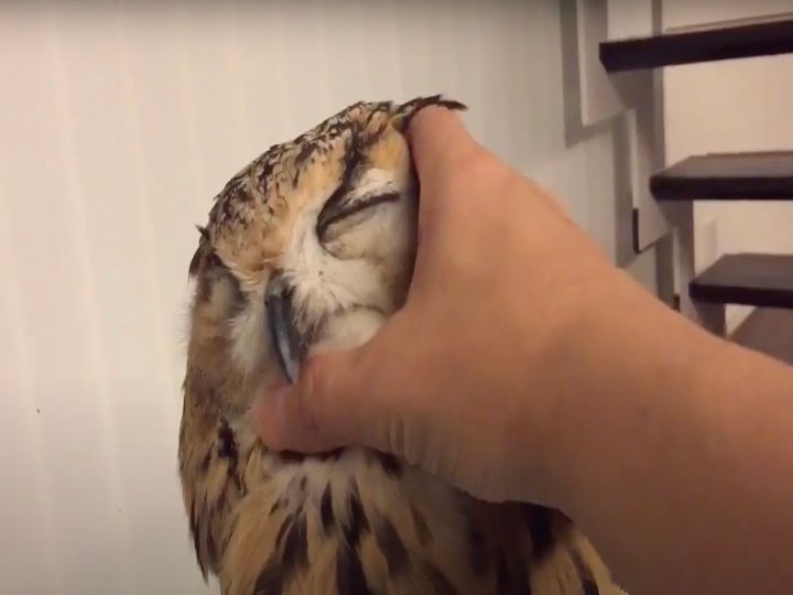 “まるで猫みたい”な姿に？