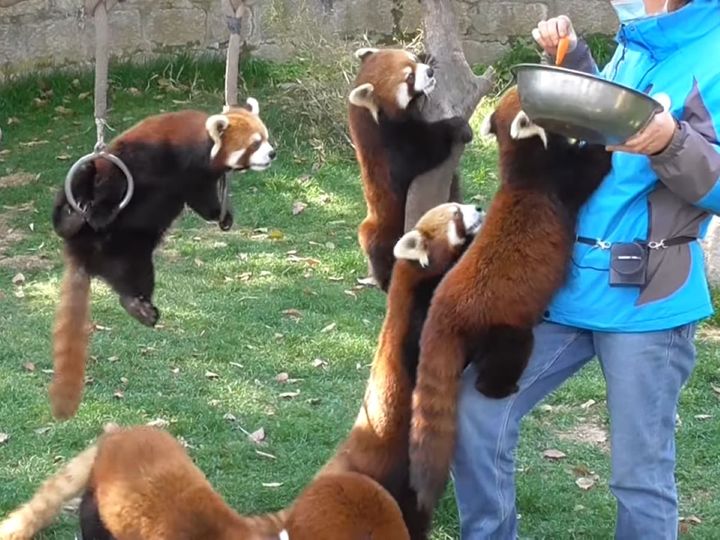 レッサーパンダがたくさん！