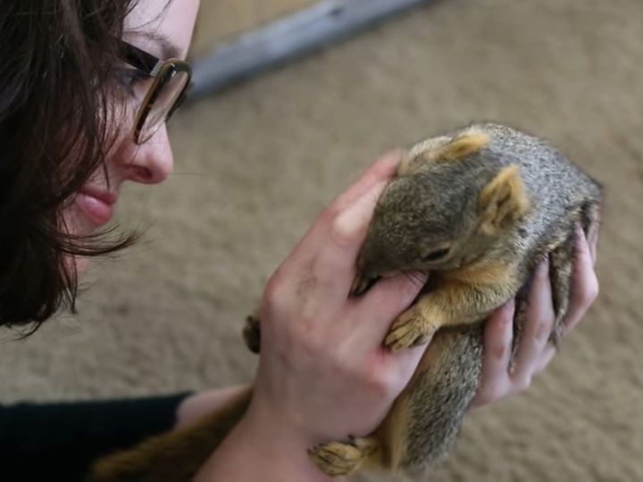 こんなリスの姿、見たことある？