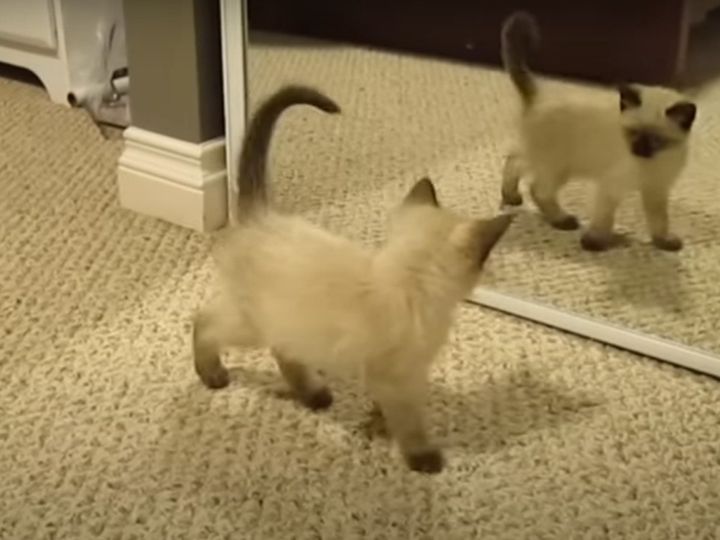 鏡の中に「敵の猫」！？