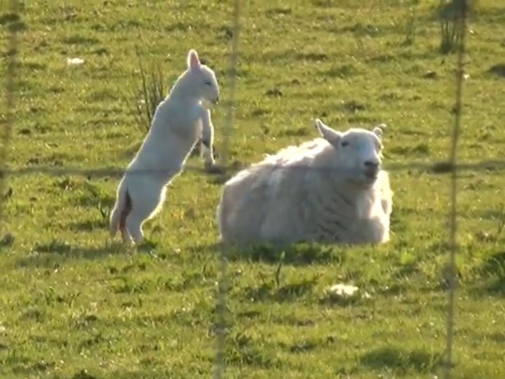 「遊んでよ！」って言ってる？