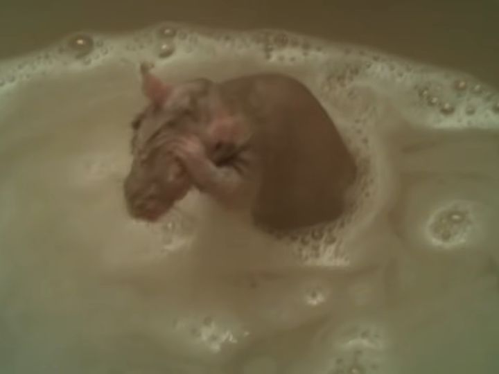 きれい好きすぎる！