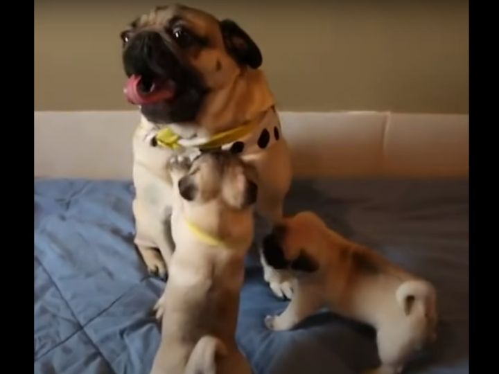 これは大変そう…！