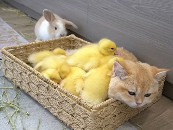 これぞ“もふもふ天国”！