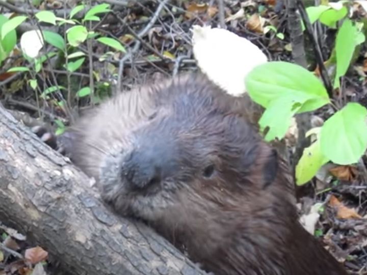 木を削る姿は強烈だけど…？