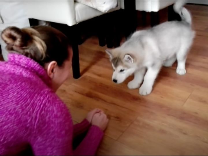 飼い主とおしゃべりしてるみたい！