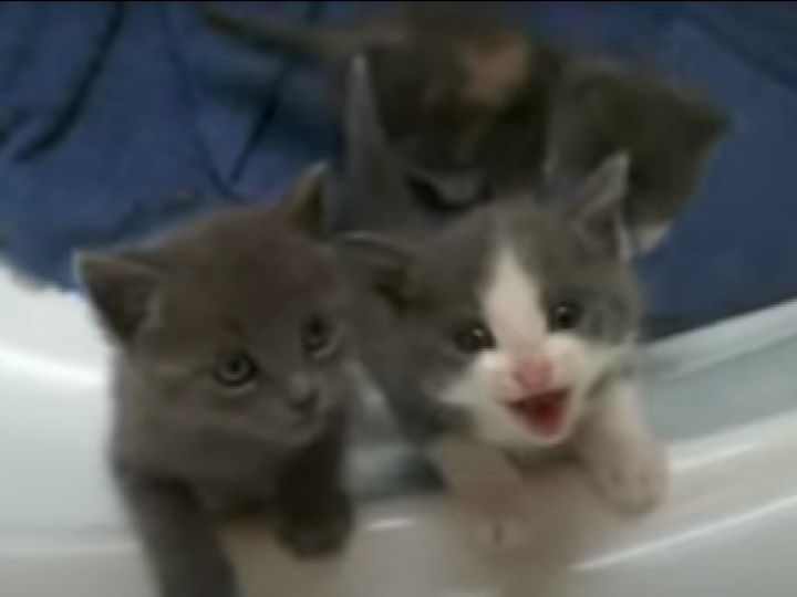 鳴き声の“コーラス”でアピール！？