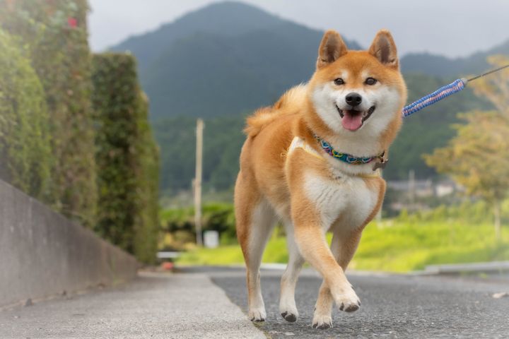 ペットを散歩させるときは熱中症に要注意