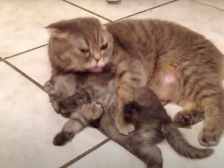 なめたい母猫vs逃げたい子猫…！