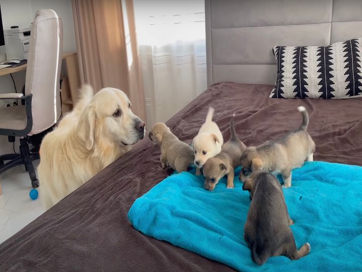 かわいさ大渋滞！