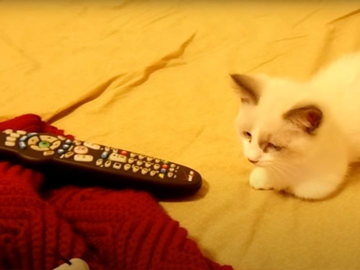 リモコンvs子猫！？