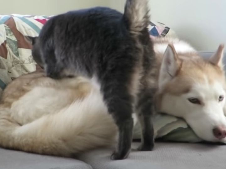 ハスキー犬が眠そうにしていると…？