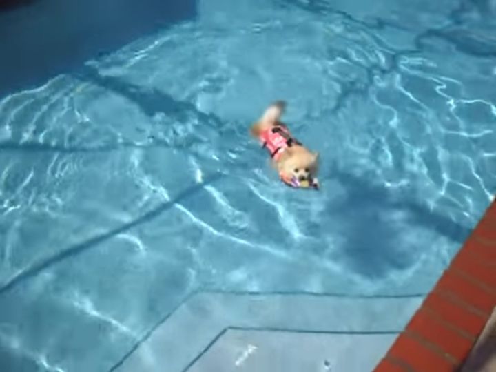 スイスイ泳いでる！