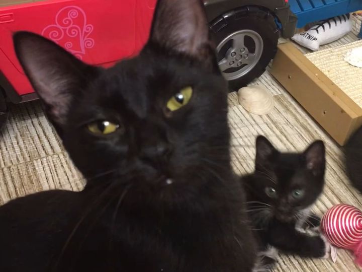 癒やしの光景が…！