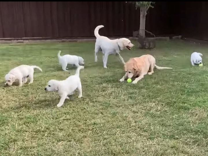 芝生で遊ぶラブラドールレトリバーの家族