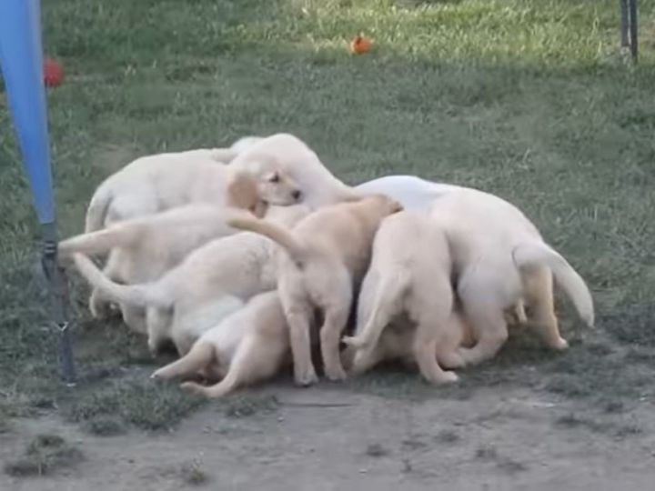 ママ犬に甘える子犬たち