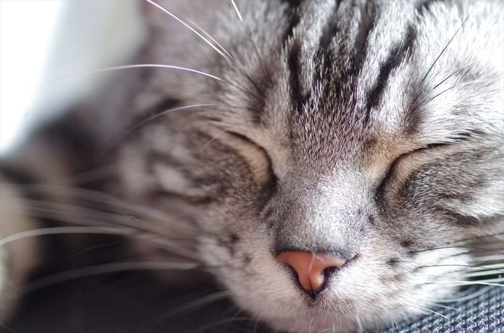 アメリカンショートヘア