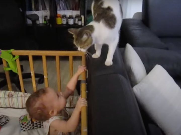 子守を頑張る猫！