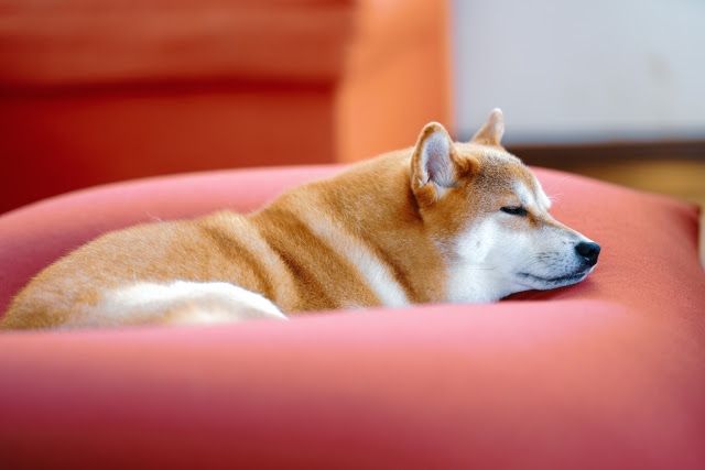 「気持ちよさそうに寝ている」姿