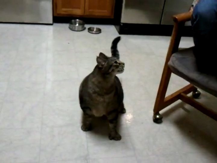 飼い主を見つめる猫