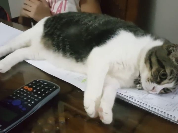 それ、宿題なんですけど！