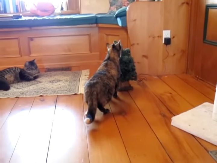 クリスマスツリーにちょっかい出そうとする猫、歌うツリーに飛び退き驚く