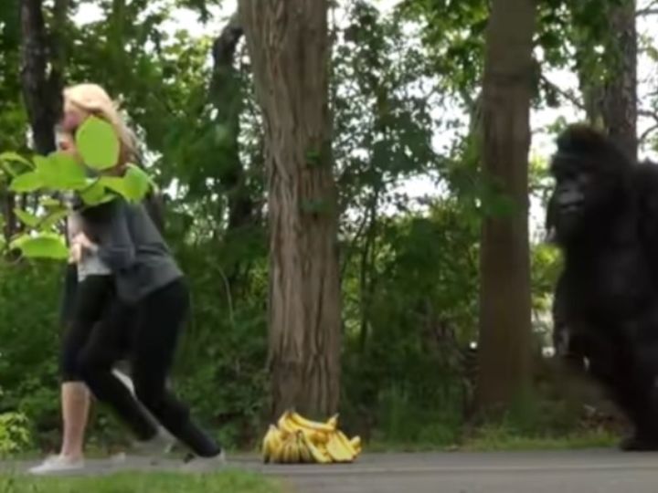 ゴリラが突然、路上に登場し逃げる人たち