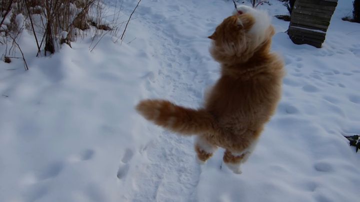 振り回すオモチャ目がけて大乱舞、猫はよろこぶ雪の上でも