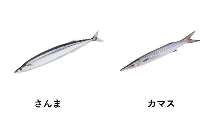 さんまとカマスの画像
