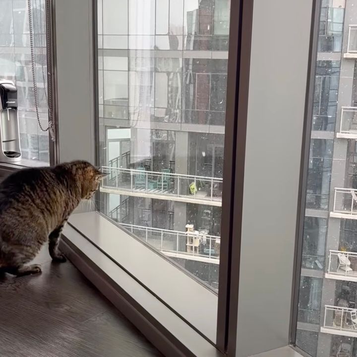 ビル風に吹き上がる雪を見下ろす猫、高層階から捉えんと欲す