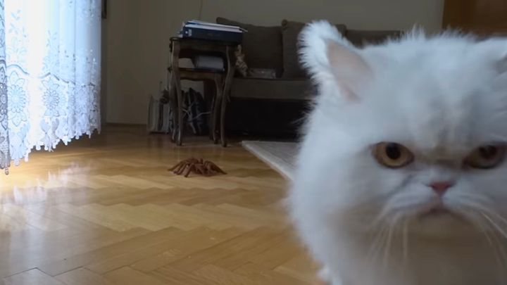 ラジコンの蜘蛛のオモチャにおののく猫、飼い主に向かい怒りを伝える