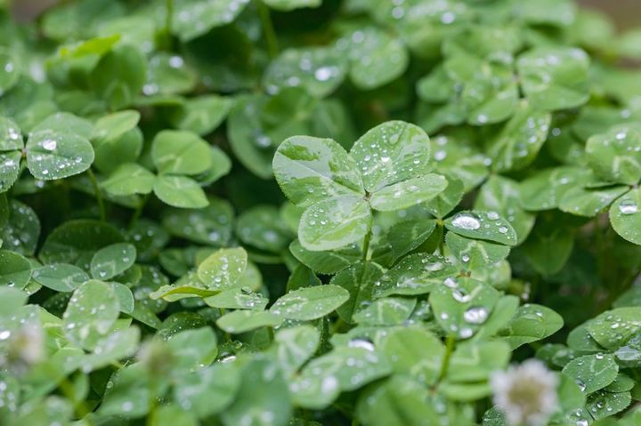 雨に濡れている四つ葉のクローバー
