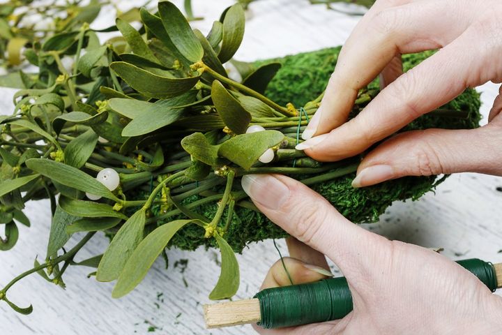 セイヨウヤドリギ