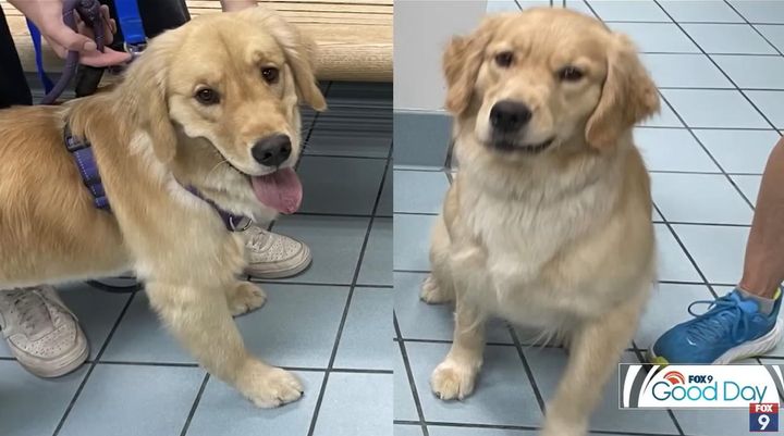 画像: 左がエミー、右が別犬