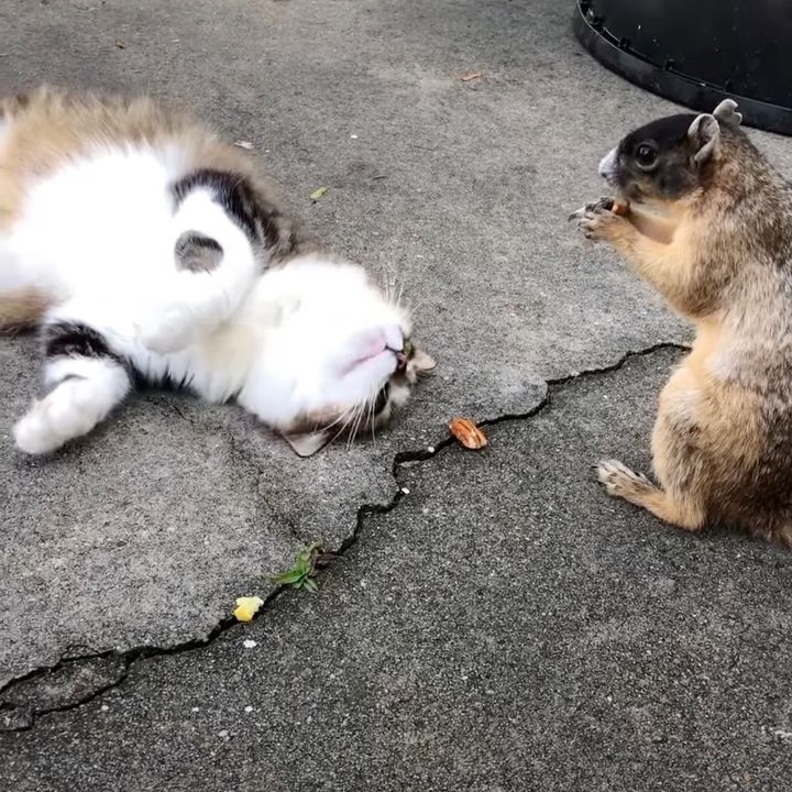 食べるのに夢中なリスにアピールする猫、それより僕と遊ぼうよと