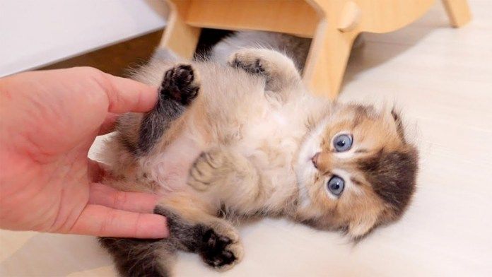 強制連行される子猫