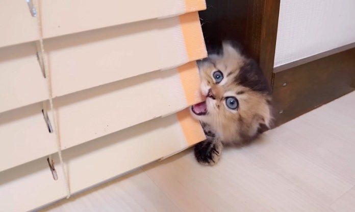 ブラインドを噛む子猫