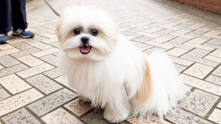 メラニアンとシーズーのミックス犬〝ポメシー〞のモコゾウ